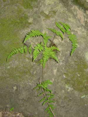 fern