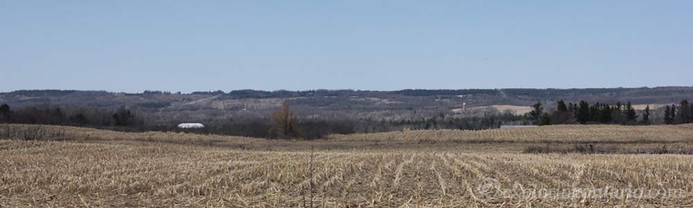 cornfield