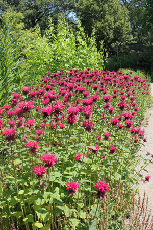 royal botanical gardens flowers